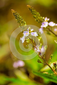 Veronica, Water Speedwell Flower