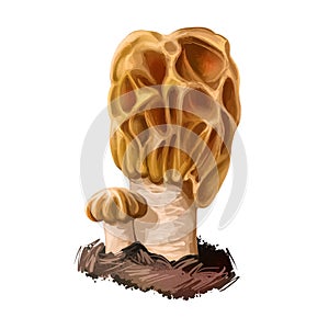 Verpa bohemica early morel or early false morel wrinkled thimble-cap, Morchellaceae family mushroom closeup digital art