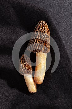 Verpa bohemica - edible and tasty raw mushroom