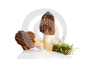 Verpa bohemica, known as early morel or the wrinkled thimble-cap