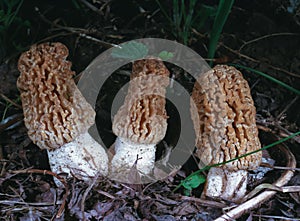 Verpa bohemica Morchella sp. - two young edible mushrooms in the steppe