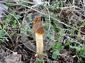Verpa bohemica is a species of fungus in the family Morchellaceae