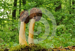 Verpa conica fungus photo