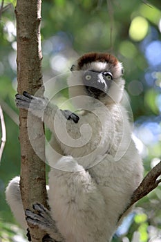 Verraux Sifika Lemurs photo