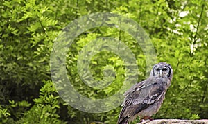 Verreaux eagle-owl, also commonly known as the milky eagle owl standing on a rock