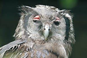 Verreaux eagle-owl