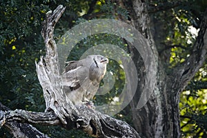 Verreaux Eagle-Owl in Kruger National park, South Africa