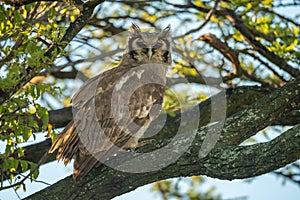 Verreaux eagle-owl eyes camera from lichen-covered branch