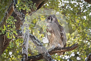 Verreaux Eagle-Owl in Kruger National park, South Africa