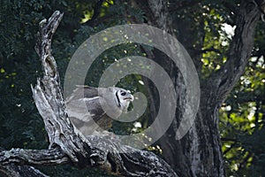 Verreaux Eagle-Owl in Kruger National park, South Africa