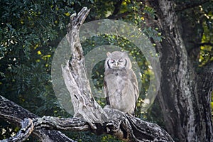 Verreaux Eagle-Owl in Kruger National park, South Africa