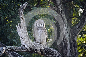 Verreaux Eagle-Owl in Kruger National park, South Africa