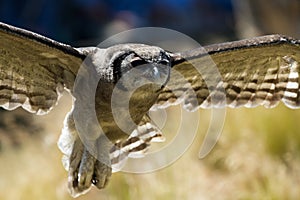 Verreaux Eagle Owl landing