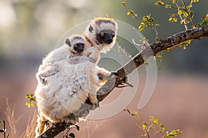 Verreaux`s Sifaka Lemur photo