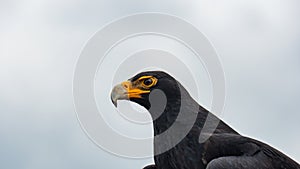 Verreaux`s Black Eagle closeup shot of head
