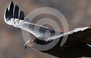 Verreaux`s Eagle Black Eagle in flight, Aquila verreauxii, at Walter Sis