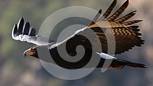 Verreaux`s Eagle Black Eagle in flight, Aquila verreauxii, at Walter Sis