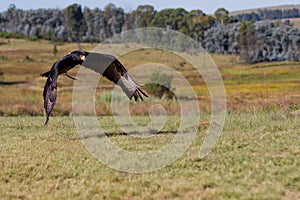 Verreaux's eagle