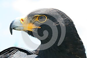 Verreaux's Eagle looking