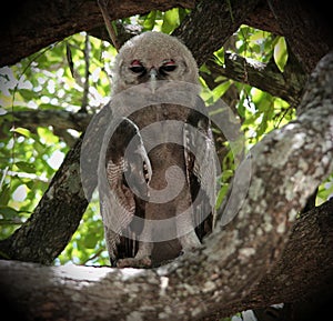 Verreaux's eagle-owl