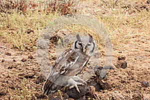 Verreaux`s eagle-owl