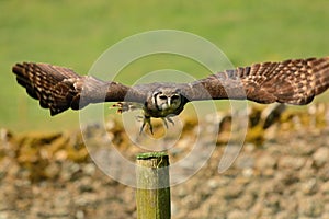 Verreaux`s eagle owl Bubo lacteus