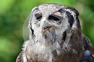 Verreaux`s eagle owl Bubo lacteus
