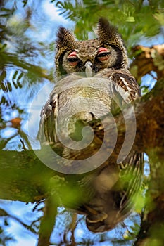 Verreaux`s Eagle Owl - Bubo lacteus