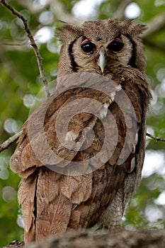 Verreaux's Eagle-Owl (Bubo lacteus)