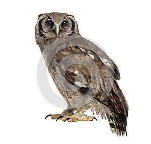 Verreaux's eagle-owl - Bubo lacteus