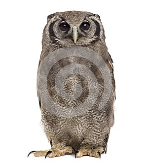 Verreaux's eagle-owl - Bubo lacteus