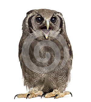 Verreaux's eagle-owl - Bubo lacteus