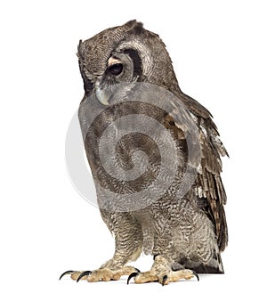 Verreaux's eagle-owl - Bubo lacteus