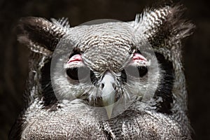 A Verreaux\'s Eagle Owl Bubo lacteus from the African Bird of Prey Sanctuary