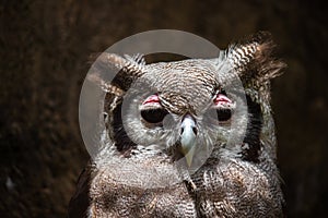 A Verreaux\'s Eagle Owl Bubo lacteus from the African Bird of Prey Sanctuary