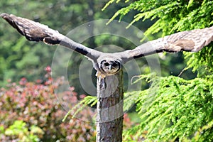 Verreaux`s eagle owl Bubo lacteus