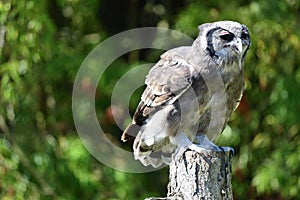 Verreauxs eagle owl Bubo lacteus