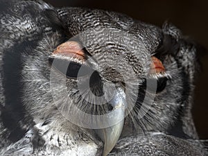 Verreaux`s eagle owl close up portrait