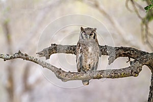 Verreaux`s Eagle-Owl in Kruger National park, South Africa