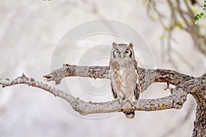 Verreaux& x27;s Eagle-Owl in Kruger National park, South Africa