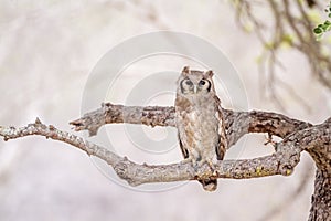 Verreaux& x27;s Eagle-Owl in Kruger National park, South Africa