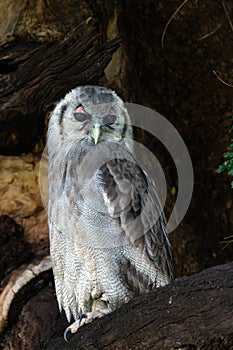 Verreaux\'s Eagle-owl in Mashatu Game Reserve