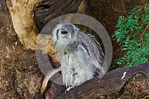 Verreaux\'s Eagle-owl in Mashatu Game Reserve