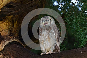 Verreaux\'s Eagle-owl in Mashatu Game Reserve