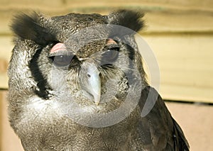 Verreaux's Eagle Owl Portrait