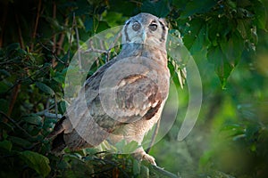 Verreaux`s Eagle Owl. Rare African owl in the nature habitat in Okawango delta, Moremi Botswana. Night bird with tree forest habi