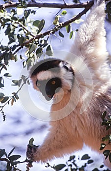 Verreaux`s Sifaka Lemur