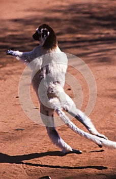 Verreaux`s Sifaka Lemur