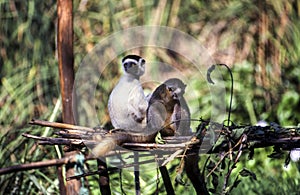 Verreaux`s Sifaka Lemur