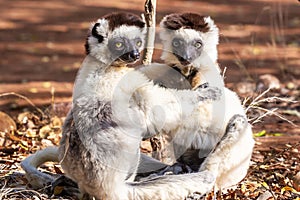 Verreaux`s Sifaka Lemurs